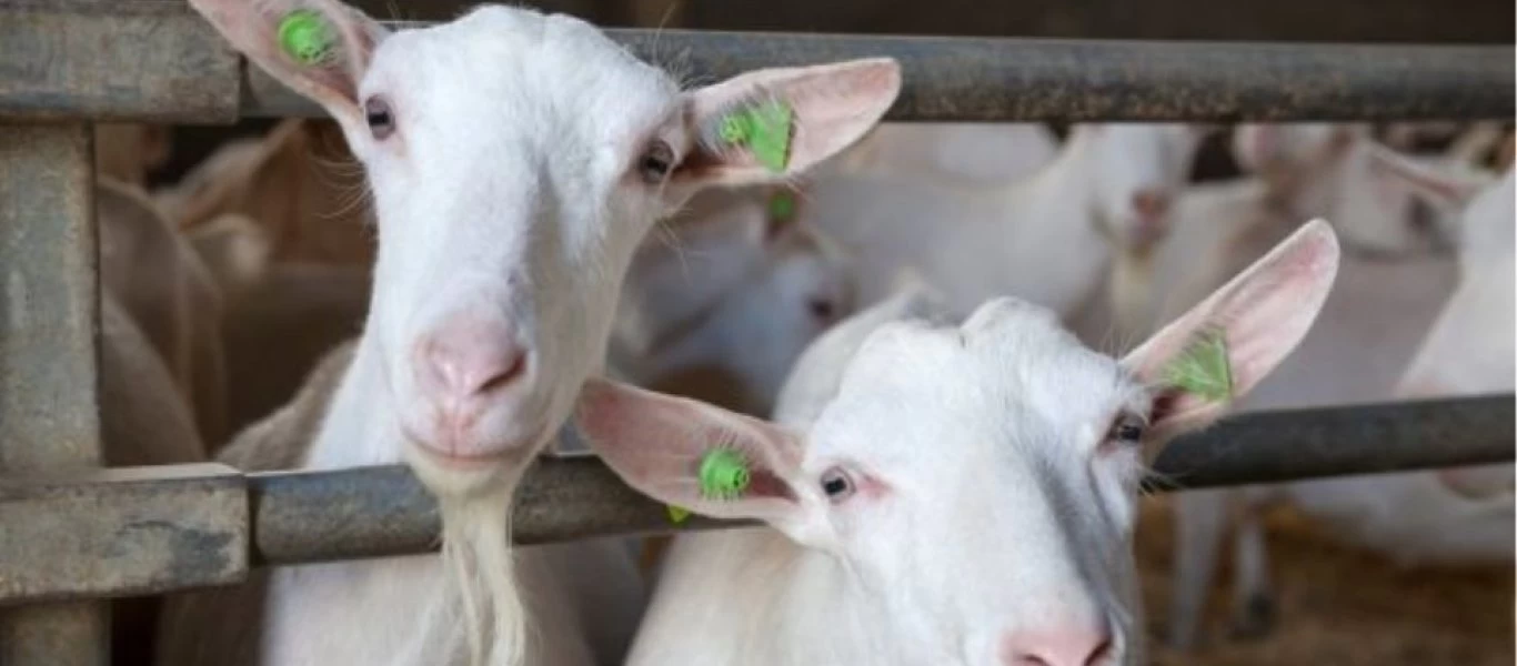 Κορωνοϊός: Αποζημιώσεις σε αιγοπροβατοτρόφους και χοιροτρόφους